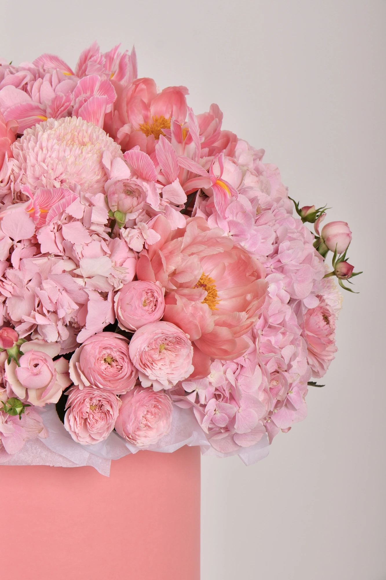Pink Pompon